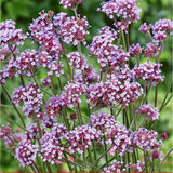 Verbena lavanda Lollipop, cu flori de culoarea lavandei