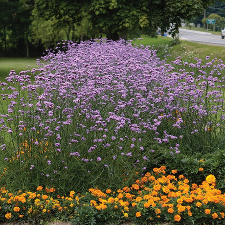 Verbena lavanda Lollipop, cu flori de culoarea lavandei