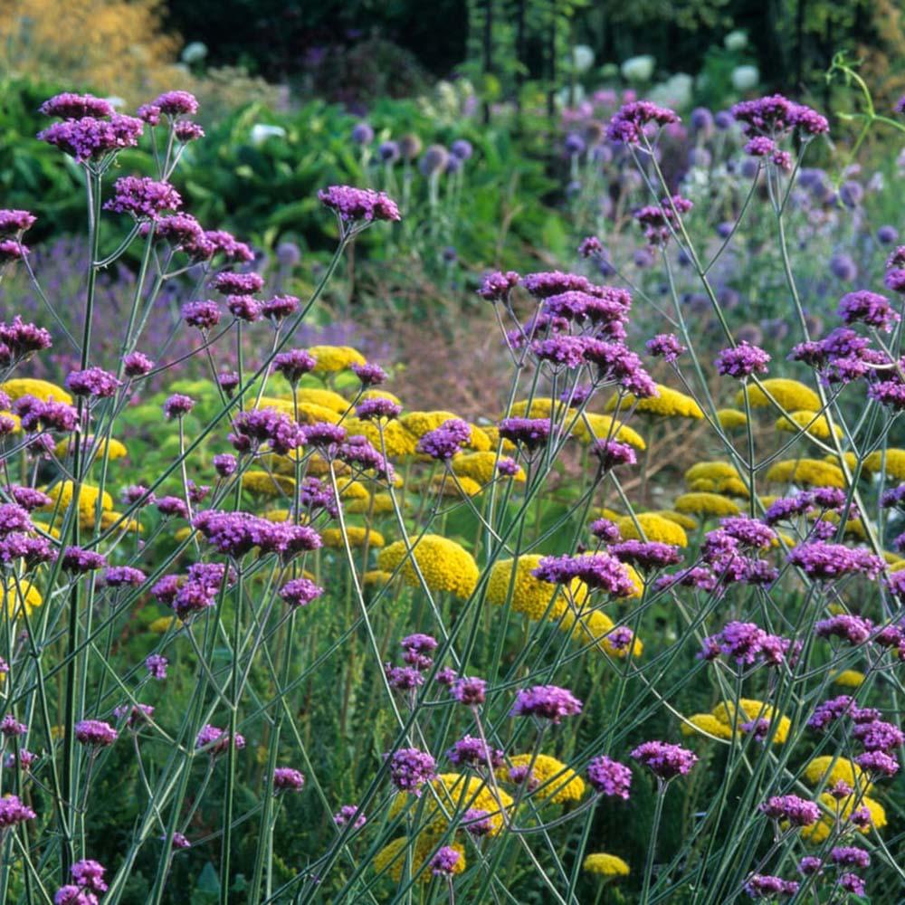 Verbena lavanda Lollipop, cu flori de culoarea lavandei