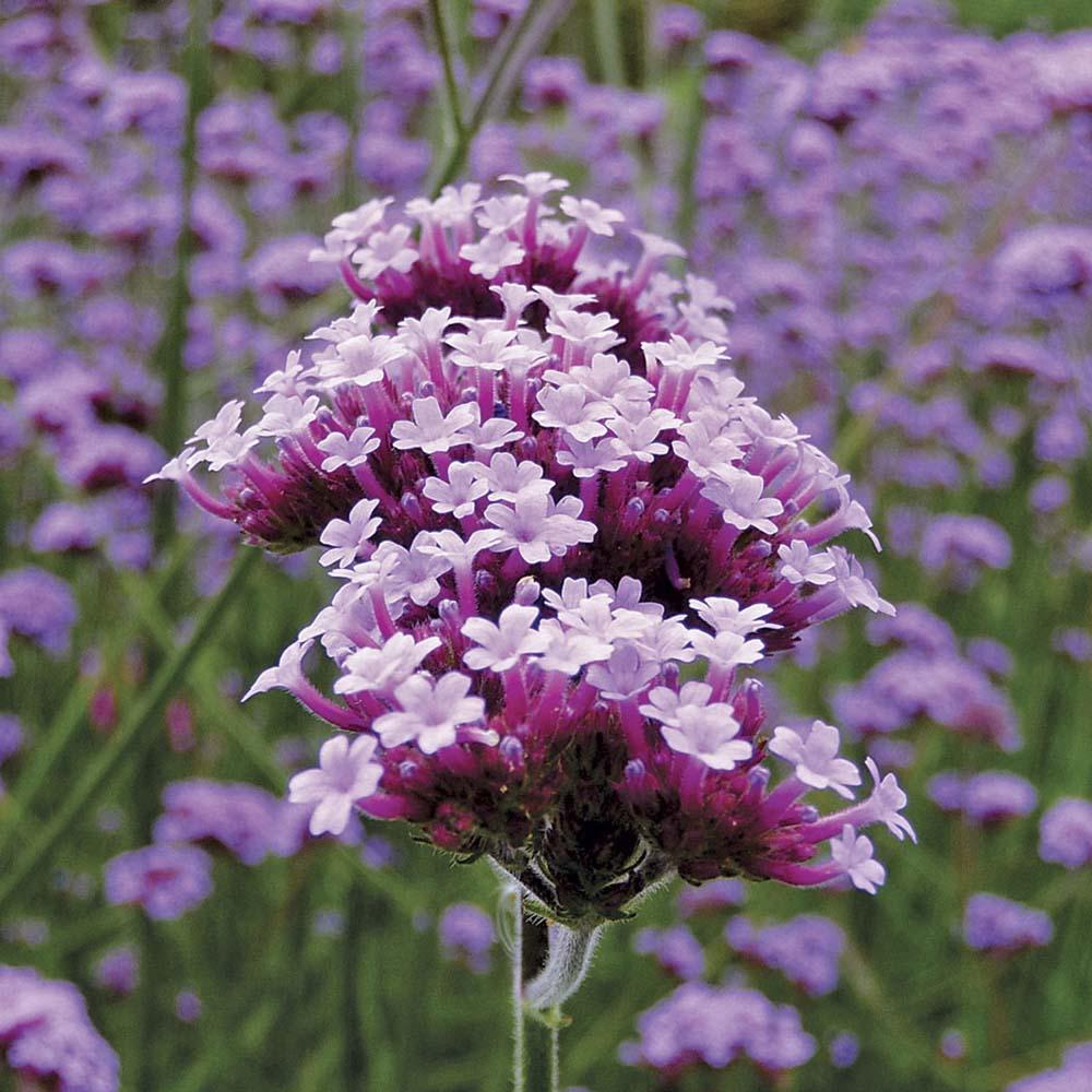 Verbena lavanda Lollipop, cu flori de culoarea lavandei