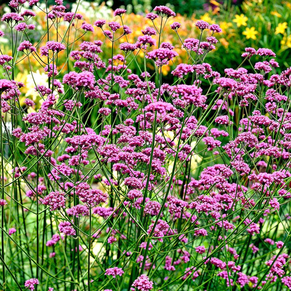 Verbena lavanda Lollipop, cu flori de culoarea lavandei