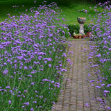 Verbena lavanda Lollipop, cu flori de culoarea lavandei