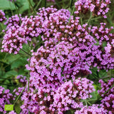 Verbena lavanda Lollipop, cu flori de culoarea lavandei