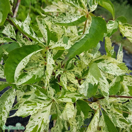 Vita Salbatica Bicolora Star Showers (Parthenocissus), cataratoare