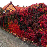 Vita Salbatica de Canada Engelmanii (Parthenocissus), cataratoare, cu frunze rosii de toamna