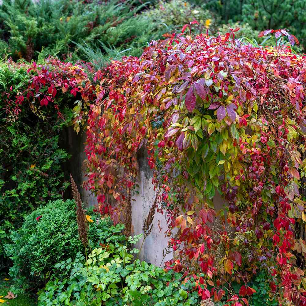 Vita Salbatica de Canada Engelmanii (Parthenocissus), cataratoare, cu frunze rosii de toamna
