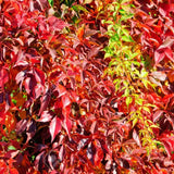Vita Salbatica de Canada Engelmanii (Parthenocissus), cataratoare, cu frunze rosii de toamna