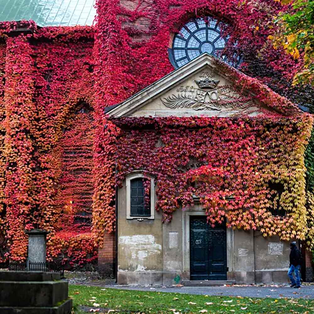 Vita Salbatica de Canada (Parthenocissus Henryana), cataratoare, cu frunze rosii de toamna