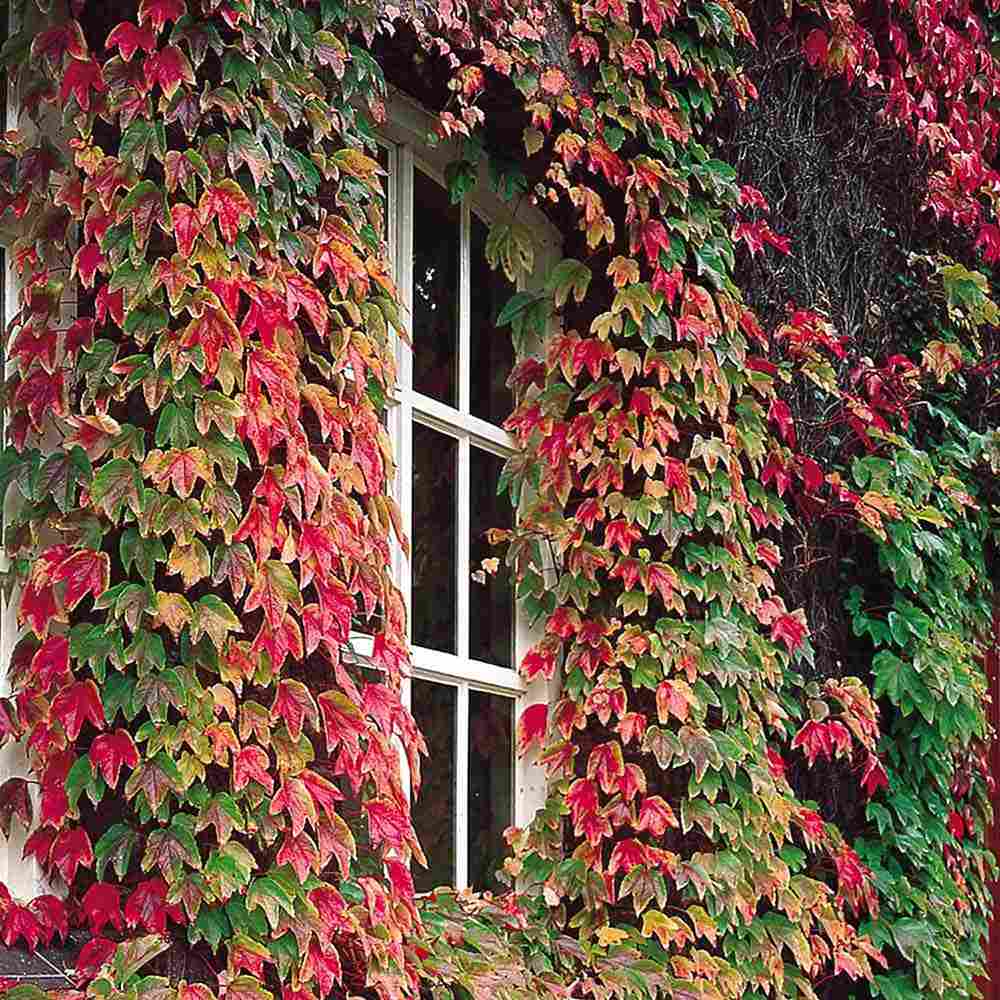 Vita Salbatica Tricuspidata Green Spring (Parthenocissus), cataratoare, cu frunze rosii de toamna