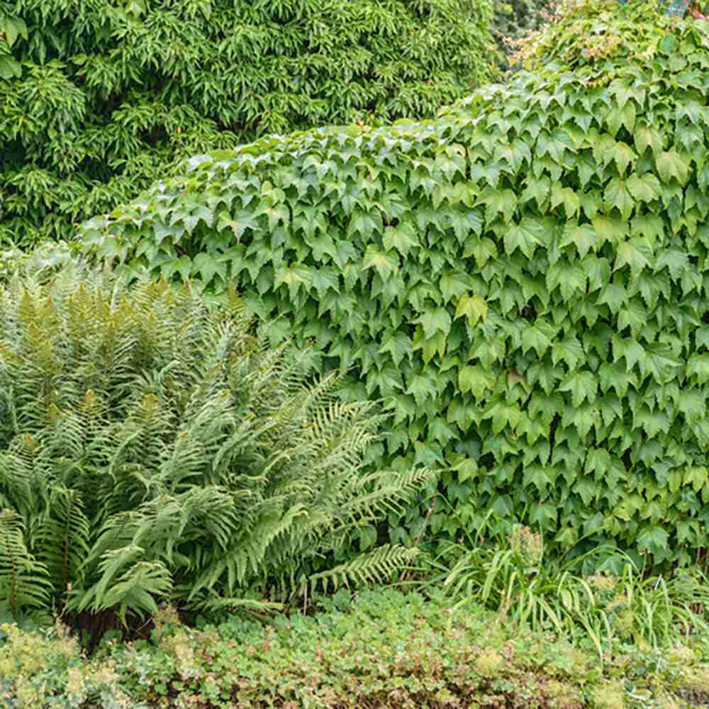 Vita Salbatica Tricuspidata Green Spring (Parthenocissus), cataratoare, cu frunze rosii de toamna