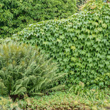 Vita Salbatica Tricuspidata Green Spring (Parthenocissus), cataratoare, cu frunze rosii de toamna