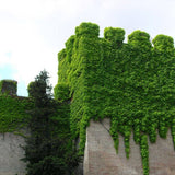 Vita Salbatica Tricuspidata Green Spring (Parthenocissus), cataratoare, cu frunze rosii de toamna