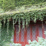 Vita Salbatica Tricuspidata Green Spring (Parthenocissus), cataratoare, cu frunze rosii de toamna