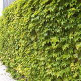 Vita Salbatica Tricuspidata Green Spring (Parthenocissus), cataratoare, cu frunze rosii de toamna
