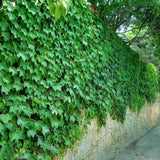 Vita Salbatica Tricuspidata Green Spring (Parthenocissus), cataratoare, cu frunze rosii de toamna