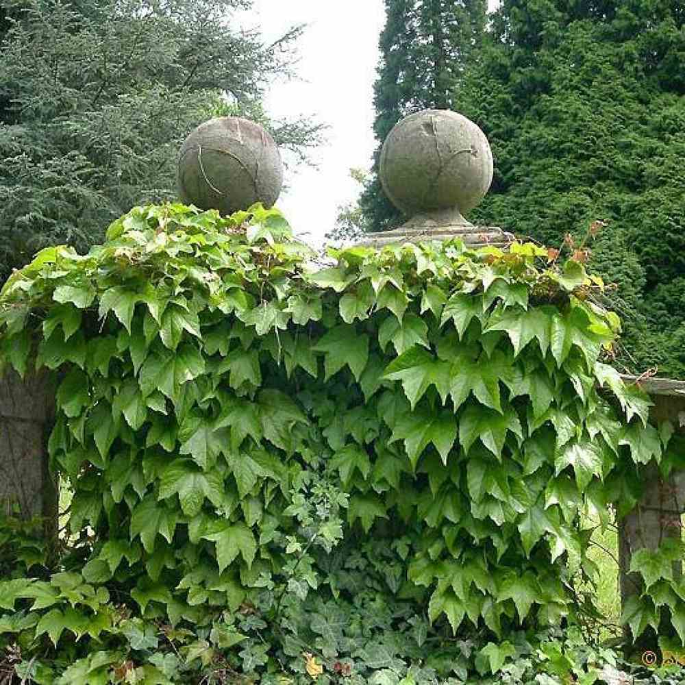 Vita Salbatica Tricuspidata Green Spring (Parthenocissus), cataratoare, cu frunze rosii de toamna