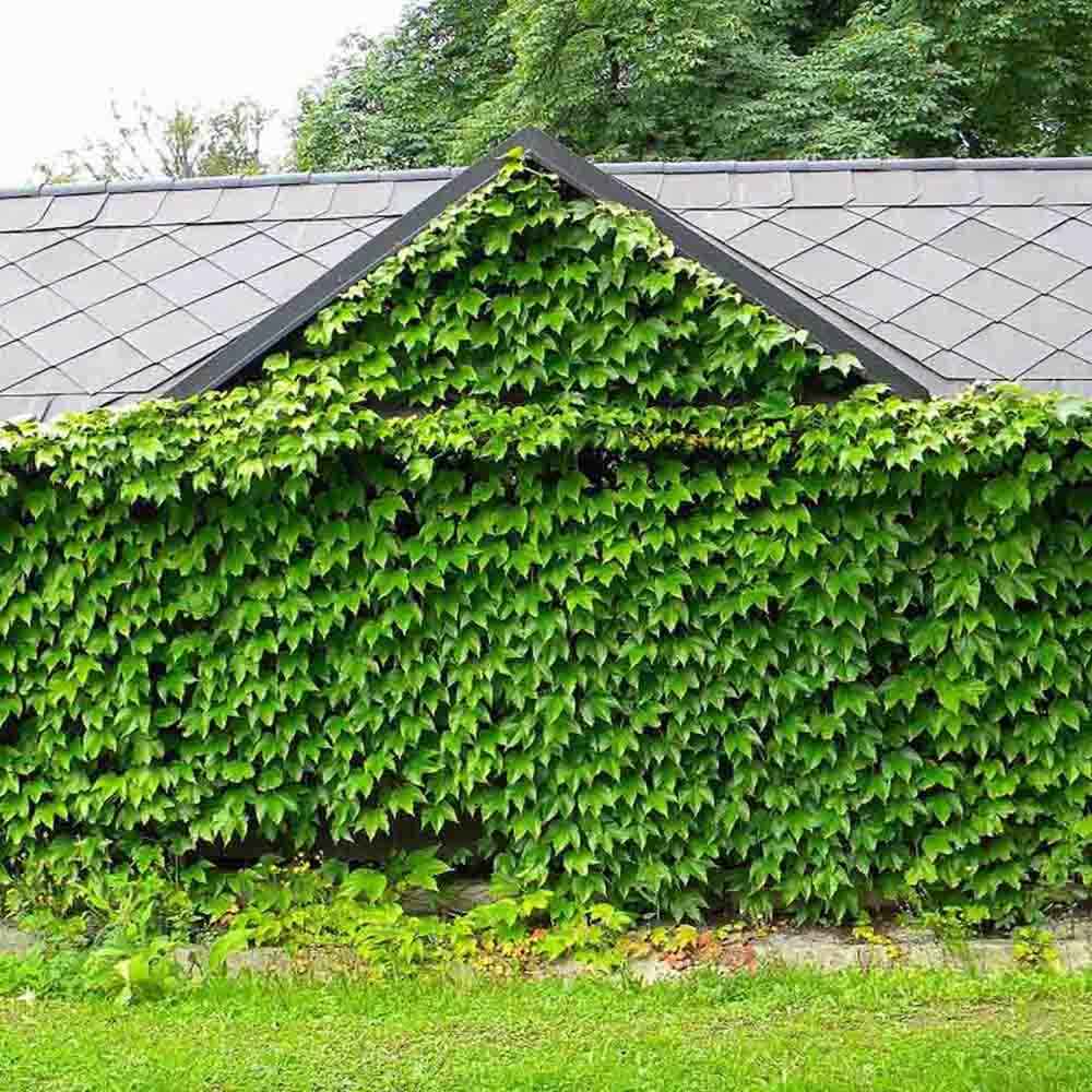 Vita Salbatica Tricuspidata Green Spring (Parthenocissus), cataratoare, cu frunze rosii de toamna