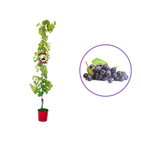 Vita de Vie (Vitis vinifera) Moscat Blue, cu struguri mari albastri, an 2 pe rod