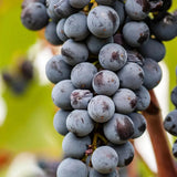 Vita de Vie (Vitis vinifera) Smeralda, cu struguri mari albastri-negri, an 2 pe rod