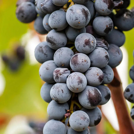 Vita de Vie (Vitis vinifera) Smeralda, cu struguri mari albastri-negri, an 2 pe rod