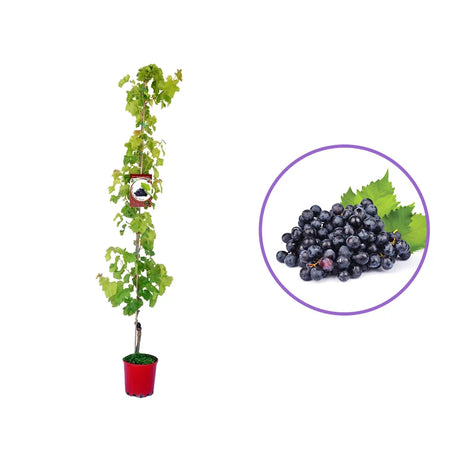 Vita de Vie (Vitis vinifera) Smeralda, cu struguri mari albastri-negri, an 2 pe rod