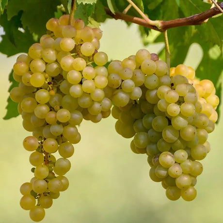Vita de Vie (Vitis vinifera) Riesling, cu struguri galben-aurii, pentru vin aromat, an 1 pe rod