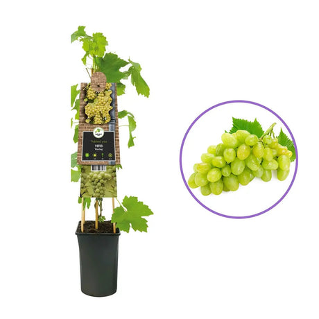 Vita de Vie (Vitis vinifera) Riesling, cu struguri galben-aurii, pentru vin aromat, an 1 pe rod