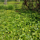 Waldsteinia Ternata, tarator, vesnic verde cu flori