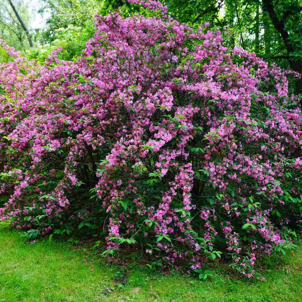 Weigela Minuet, cu flori roz si mijloc galben