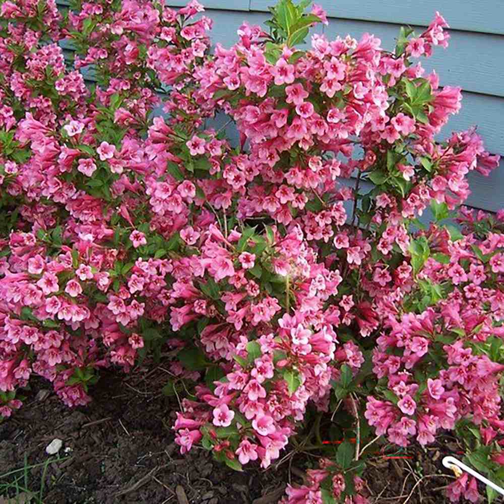 Weigela Minuet, cu flori roz si mijloc galben