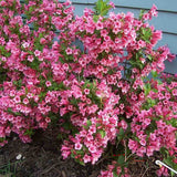 Weigela Minuet, cu flori roz si mijloc galben