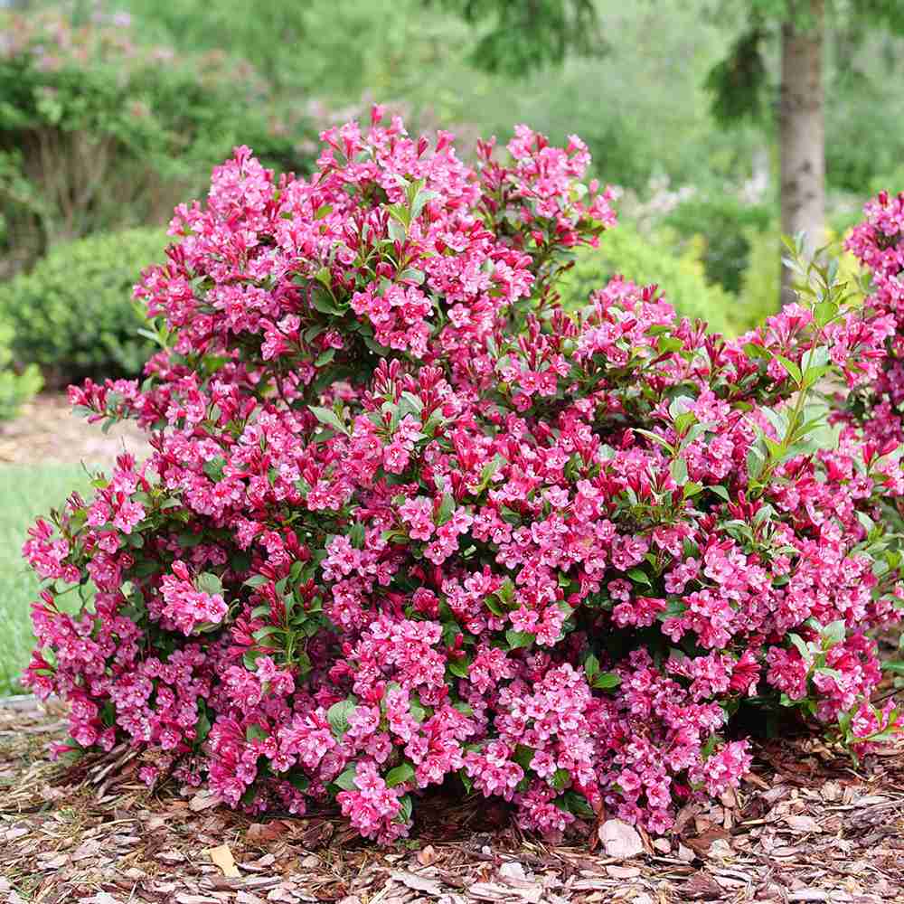 Weigela Minuet, cu flori roz si mijloc galben