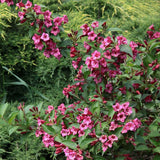 Weigela Minuet, cu flori roz si mijloc galben