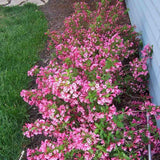 Weigela Minuet, cu flori roz si mijloc galben