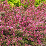 Weigela Minuet, cu flori roz si mijloc galben