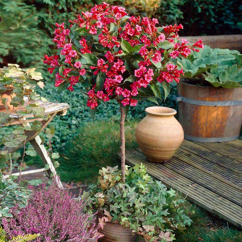 Weigela Red Prince, cu flori rosii - Tip Copac