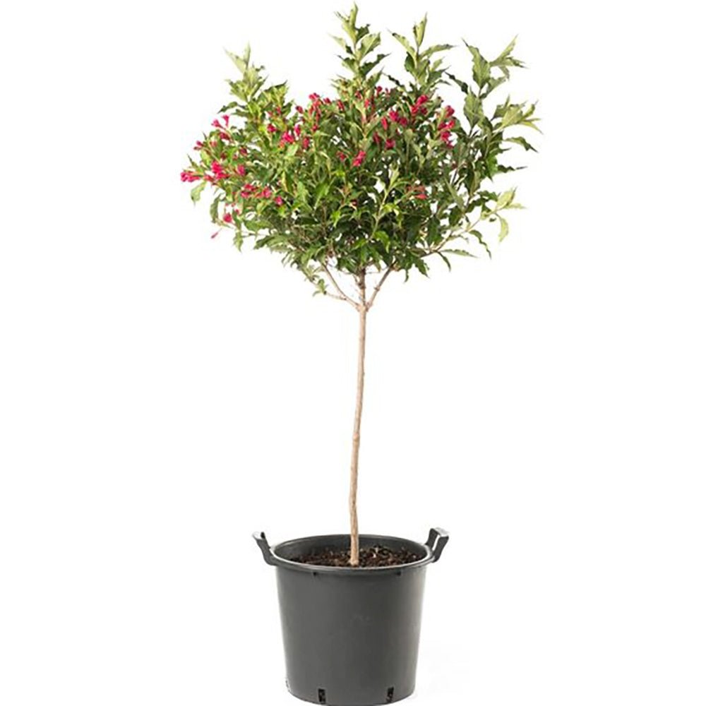 Weigela Red Prince, cu flori rosii - Tip Copac