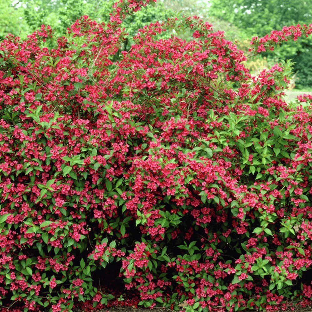 Weigela Bristol Ruby, cu flori rosu-rubiniu