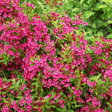 Weigela Bristol Ruby, cu flori rosu-rubiniu