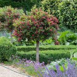 Weigela roz intens All Summer Monet - Tip Copac