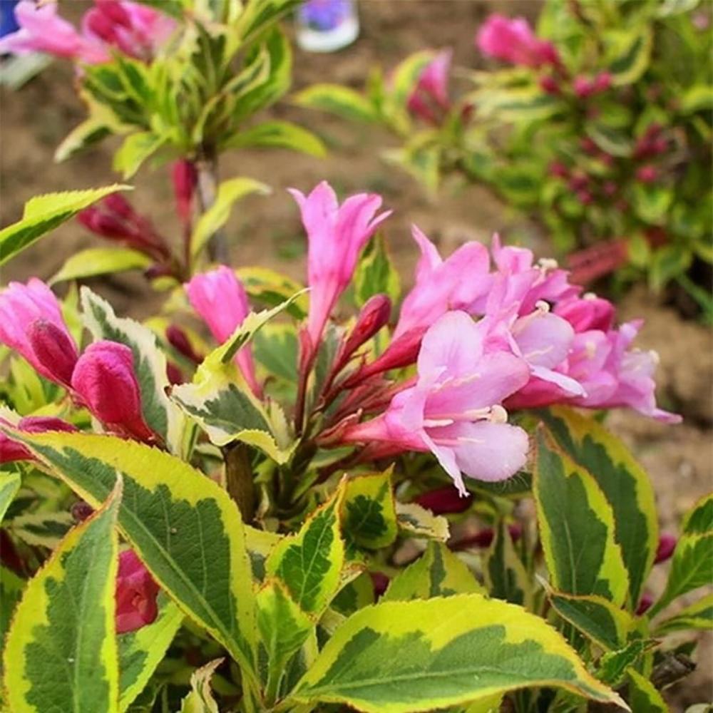 Weigela roz-pal Magical Rainbow - Tip Copac