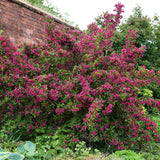 Weigela Victoria burgundiu, cu flori roz