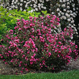 Weigela Victoria burgundiu, cu flori roz