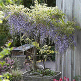 Glicina (Wisteria) cataratoare Domino, flori albastre -mov parfumate, planta cataratoare ornamentala viguroasa, rezistenta iarna