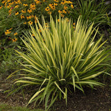 Yucca Color Guard, cu frunze aurii-verde