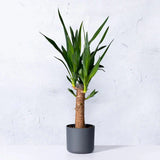 Arborele Vietii (Yucca Elephantipes) - 80 cm