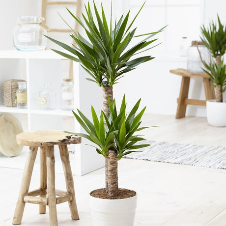 Arborele Vietii (Yucca Elephantipes) - 60 cm