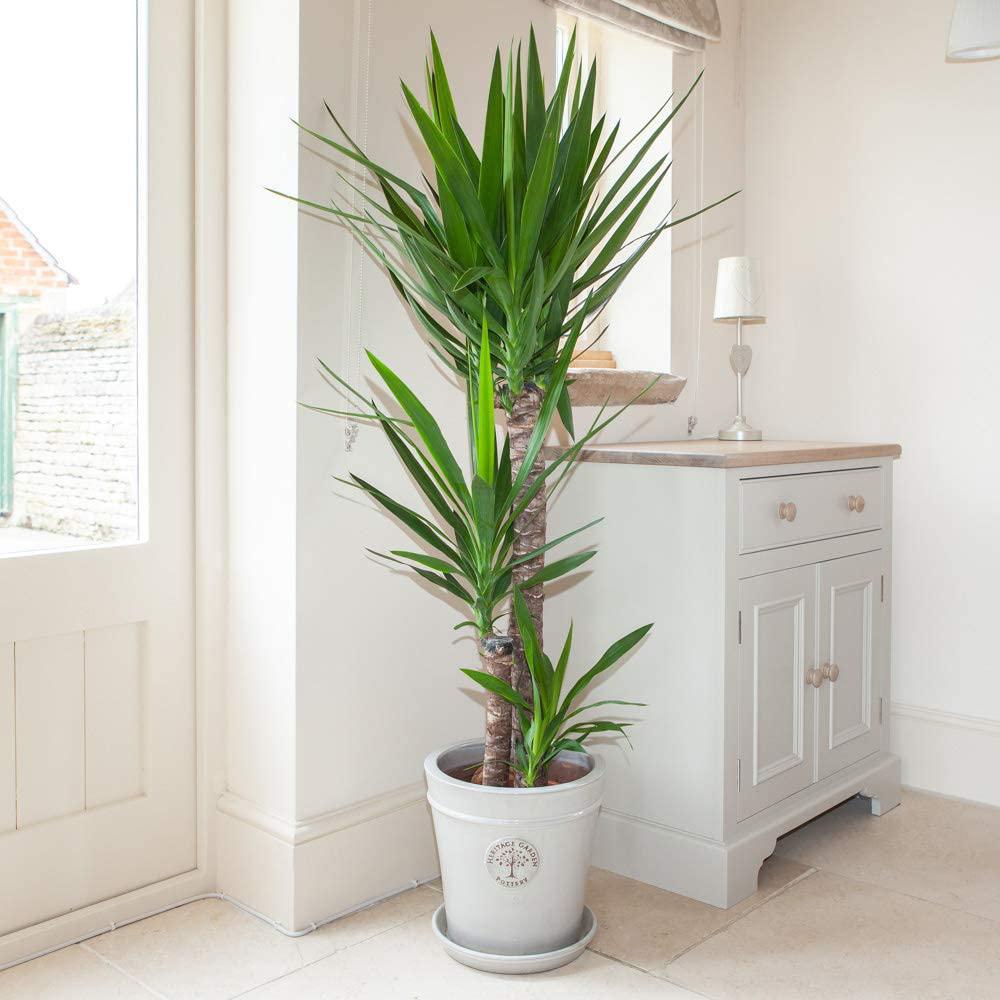 Arborele Vietii (Yucca Elephantipes) - 60 cm