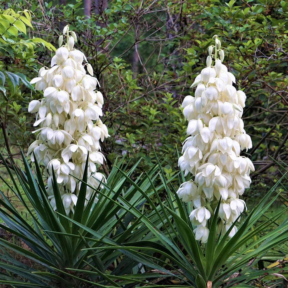 Yucca Filamentosa, cu frunze verzi