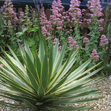 Yucca Gloriosa Variegata, crezistenta, frunze bicolore, flori albe spectaculoase, planta mediteraneana pentru soare, vesnic verde, frunze verzi si marginii aurii, rezistenta la ger